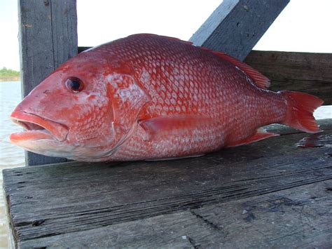 red snapper fish